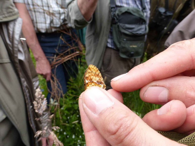 Nacré de la sanguisorbe 002